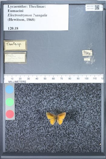 Media type: image;   Entomology 71263